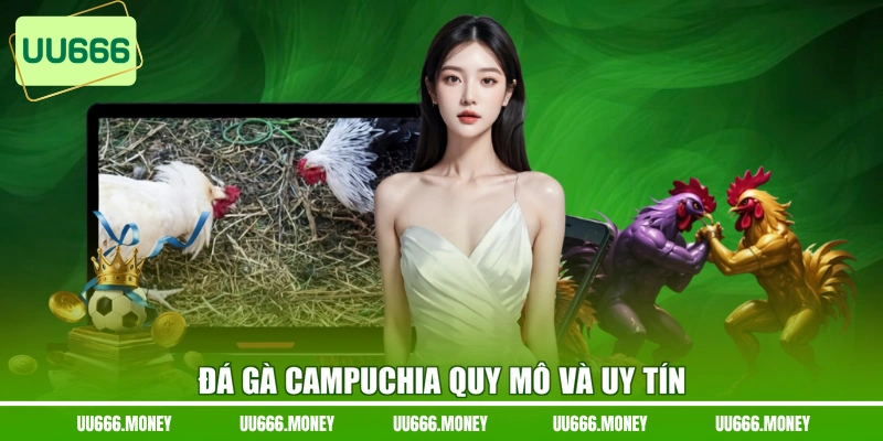 Đá gà Campuchia quy mô và uy tín