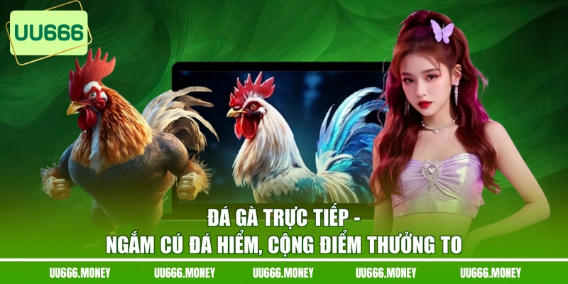 Đá Gà Trực Tiếp - Ngắm Cú Đá Hiểm, Cộng Điểm Thưởng To