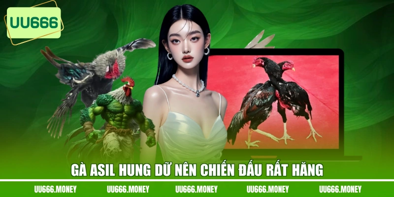 Gà Asil hung dữ nên chiến đấu rất hăng