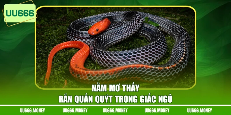 Nằm mơ thấy rắn quấn quýt trong giấc ngủ