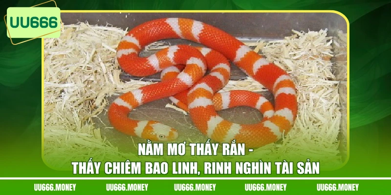 Nằm Mơ Thấy Rắn - Thấy Chiêm Bao Linh, Rinh Nghìn Tài Sản