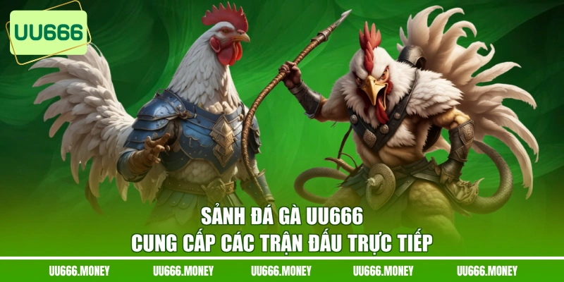 Sảnh đá gà UU666 cung cấp các trận đấu trực tiếp