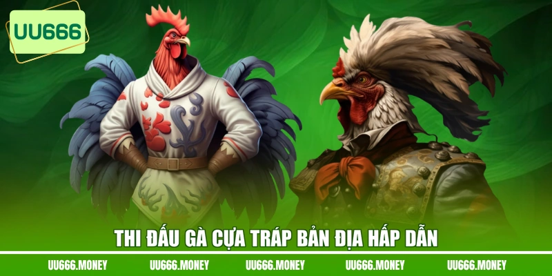 Thi đấu gà cựa tráp bản địa hấp dẫn