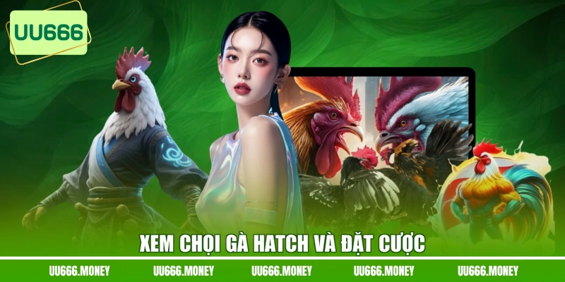 Xem chọi gà Hatch và đặt cược